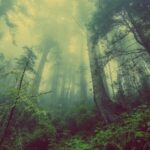Culture et ESS à l’épreuve du monde d’après